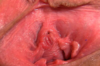 Gape My Pussy Premium Account Login s1